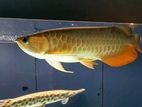 Golden Arowano