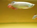 golden arowana