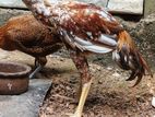 Golden Asil Rooster