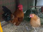 Golden Bantam