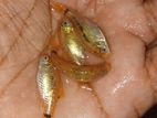 Golden Barb Fish