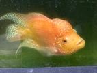 Golden Base Flower Horn Fish