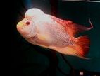Golden Base Flowerhorn