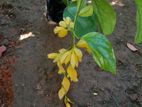 Golden Bell Plants