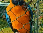 Golden Blue Macaw