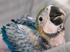 golden blue macaw