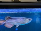 Golden Bluebase Arowana