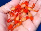 Golden Body Koi
