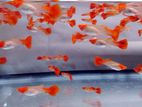 Golden Body Koi