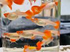 Golden Koi Guppy Fish