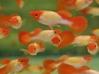Golden Body Koi Guppy