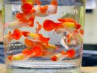 Golden Body Koi Guppy (ගප්පි)