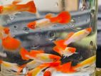 Golden Body Koi guppy (ගප්පි)