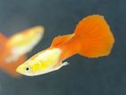Golden Body Red Guppy