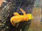 Golden Bristlenose