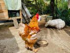 Golden Buff Brahma Chicken
