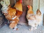 Golden Buff Brahma Chicks