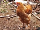 Golden Buff Brahma Chicken