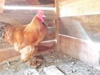 Golden Buff Brahma