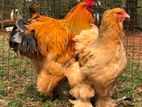 Golden Buff Brahma