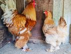 Golden Buff Light Brahma Chicks