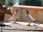Pigeons