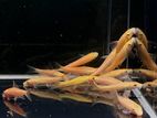 Golden Chinese Algae Eater