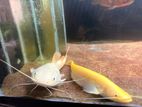 Golden Chinese Wels Fish