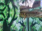 Golden Cobra Fish