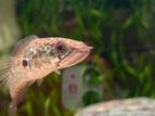 Golden Cobra Fish