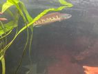 Golden cobra snakehead Fish