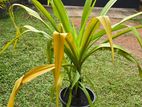 Golden Crinum Plant ගෝල්ඩන් ක්රිනම් පැල විකිණීමට