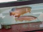 Golden Cross Back Arowana