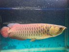 Golden Cross Back Arowana