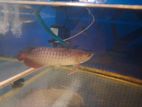 Golden Crossback Arowana (Blue Base Shape)