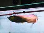 Golden Crossback Arowana