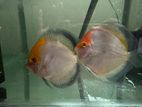 Golden Crown discus pair