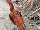 Golden Esil Rooster