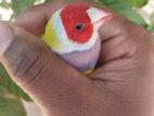 Golden Finch