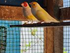 Golden Finches