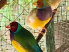 golden finches