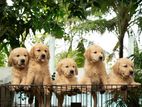 Golden Retriver Puppies