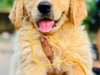Golden Retriver Puppies
