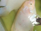 golden giant gourami