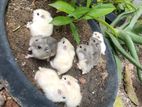 Golden Hamster