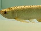 Golden Helmet Arowana