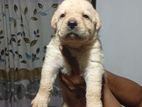 Golden Labrador Retriever