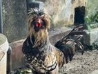Golden Laced Polish chicken