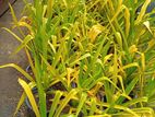 Golden Lily Plants