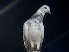 Pigeons